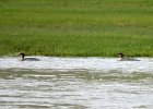 Grote zaagbek (goosander) Mergus Merganser - Kharkhorin 16-08-2016 (3)